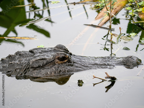 Tablou pe pânză Alligator half submerged in water