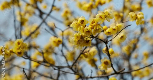 Chimonanthus or Yellow Calycanthus blooming in spring photo