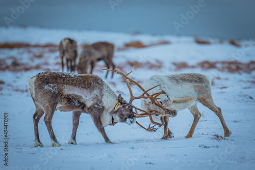 Portrait of a reindeer with antler, Reindeers fight