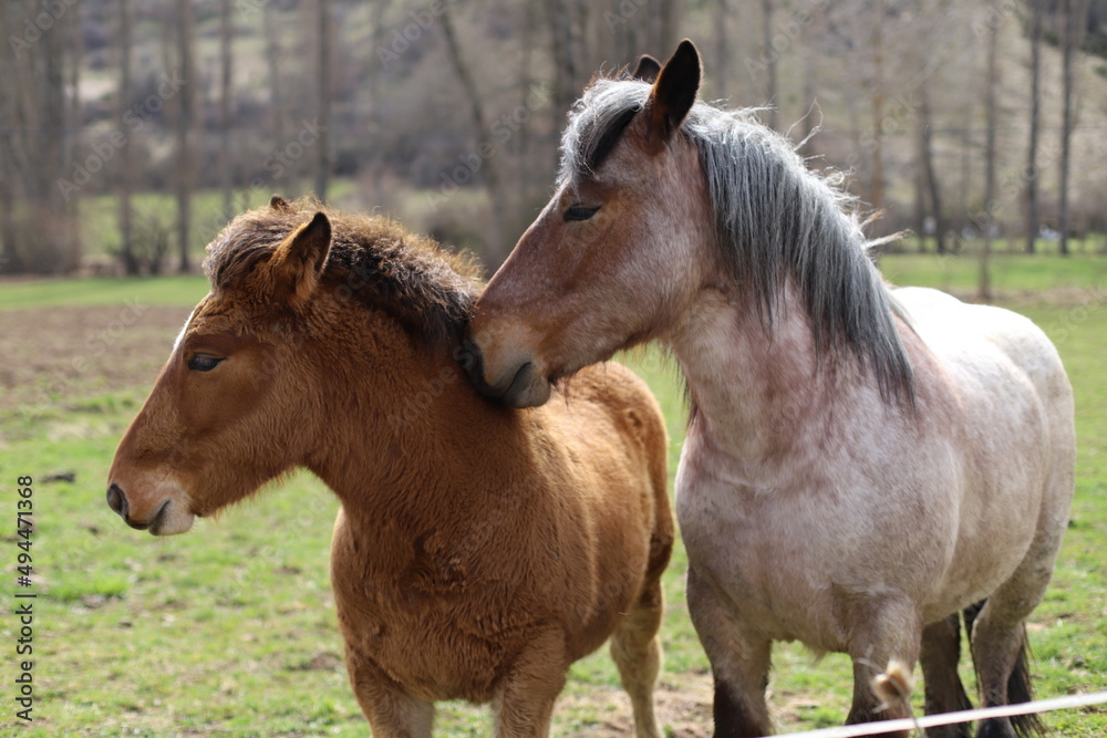 Obraz premium Renedo de Valdetuejar, Ayuntamiento de Valderrueda, León, Castilla y León.