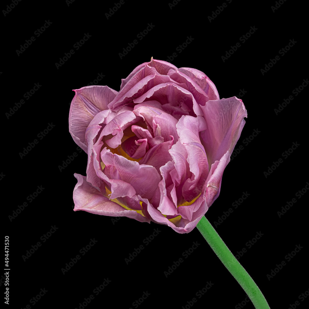 Fototapeta premium Beautiful pink blooming tulip with green stem isolated on black background. Studio close-up shot.