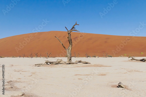 Dead Camelthorn tree with sand dunes on the background in Deadvlei, Namib-Naukluft National Park photo