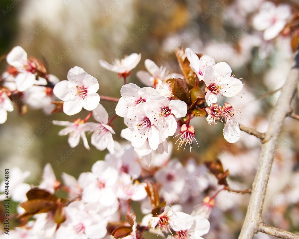 almond blossom on a sunny day in Germany at the end of March almond blossom on a sunny day in Germany at the end of March