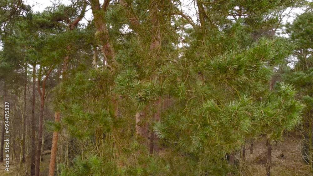 Close up view of the green pine forest with dense vegetation in Thetford, Brandon United Kingdom in the evening. Close up view of the green pine forest with dense vegetation in Thetford, Brandon United Kingdom in the evening.