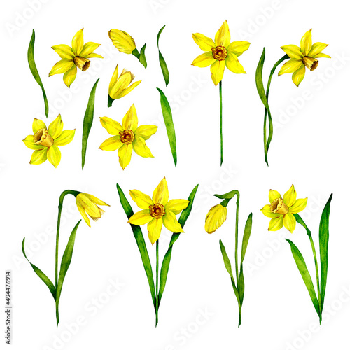 Watercolor flower daffodil. Hand drawn Narcissus. Isolated set on a white background. Beautiful plants. Botany.