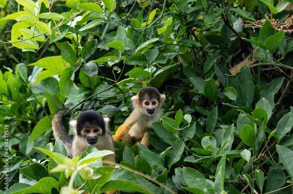Fototapeta premium Singes jaunes saïmiri commun dans le parc national du madidi en bolivie