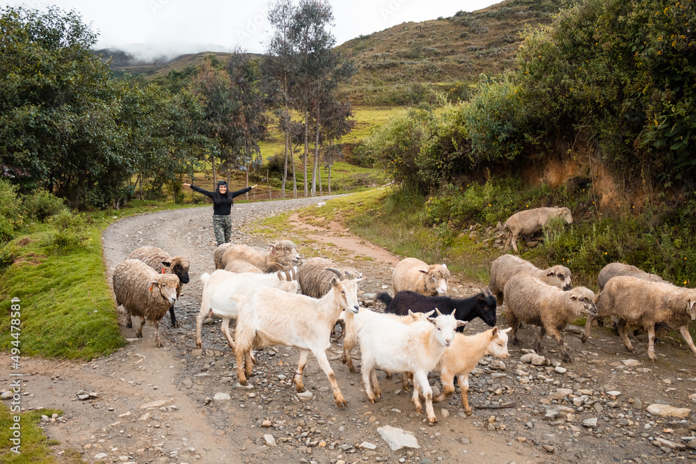Obraz premium Hermosa toma de ovejas y cabras caminando por el sendero y una mujer alegre posando detrás