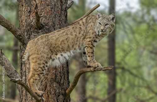 Portrait of a Mexican bobcat standing on the branches of a tree