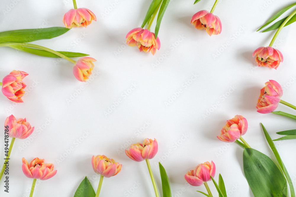 Fototapeta Frame of pale pink tulips on a light gray background. Top view, outdoor light. Selective focus of scopy space