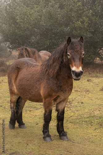 Ponys on Hindhead Common © Justin Owen