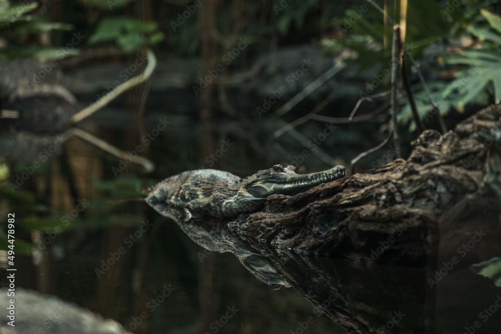 A water reptile waits for his loot A water reptile waits for his loot
