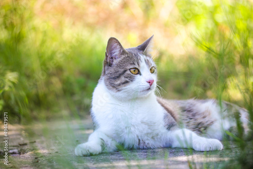 Tabby bicolor white and gray cat relaxing outdoors against green grass in spring garden. Feline on a street in sunny summer day. Kat, gato, katt, gato kot kissa. Feline lying on a lawn. Place for text photo