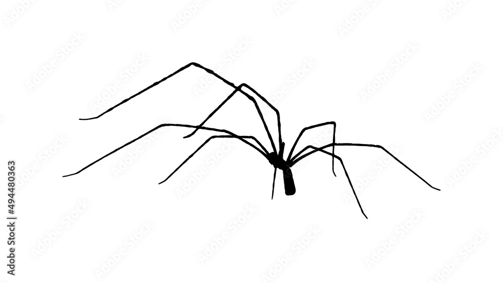 Large Legs Spider Isolated Graphic Large Legs Spider Isolated Graphic