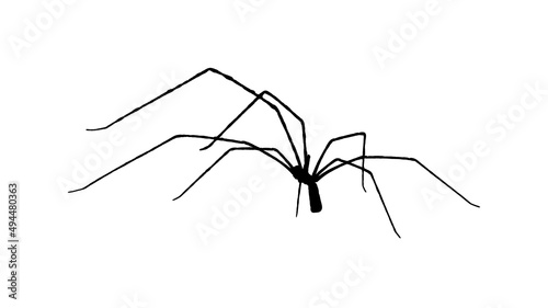 Large Legs Spider Isolated Graphic