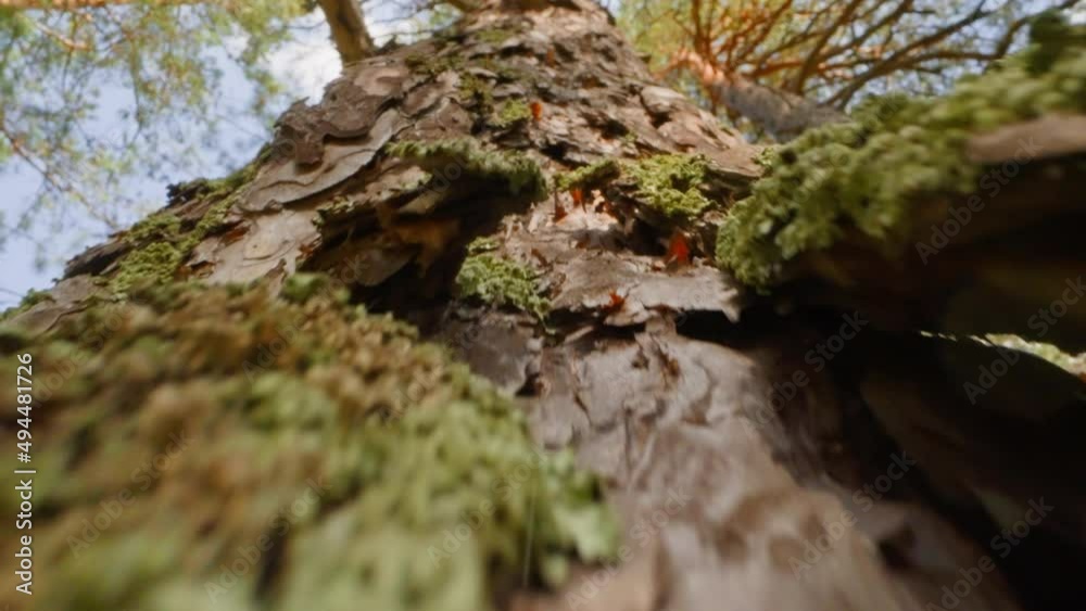 Old fir tree with weathered bark and lichen. Green moss grows on thick trunk slow motion. Probe lens shot of coniferous plant macro upward motion Old fir tree with weathered bark and lichen. Green moss grows on thick trunk slow motion. Probe lens shot of coniferous plant macro upward motion