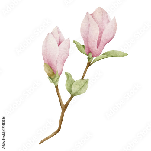 watercolor magnolia botanical natural element on white background illustration vector	
