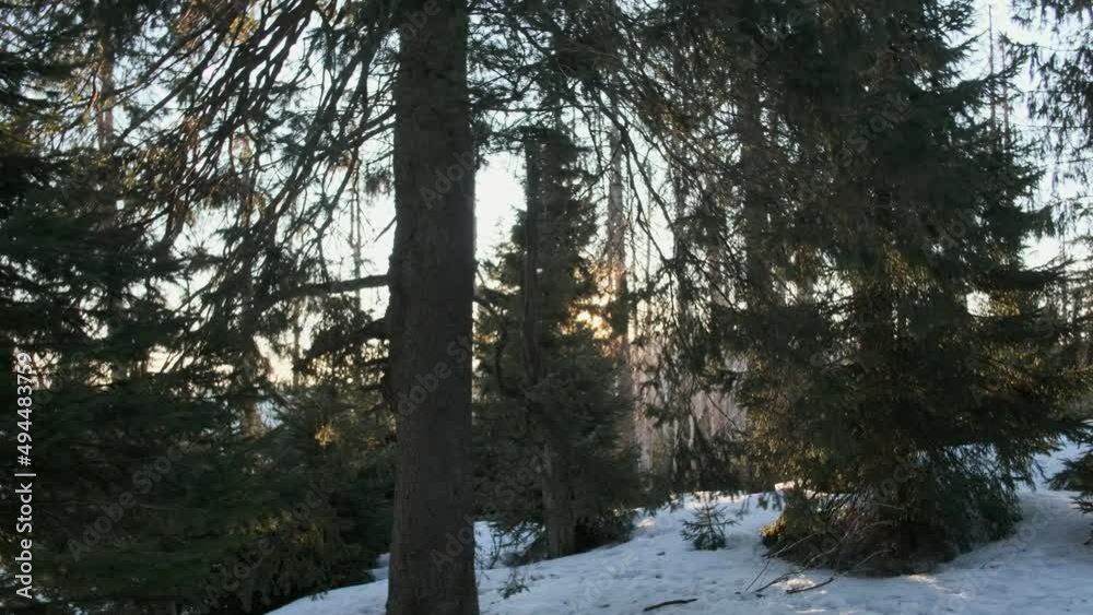 View of scenic coniferous forest with a lot of white snow on a cold winter evening. Beautiful sunset. View of scenic coniferous forest with a lot of white snow on a cold winter evening. Beautiful sunset.