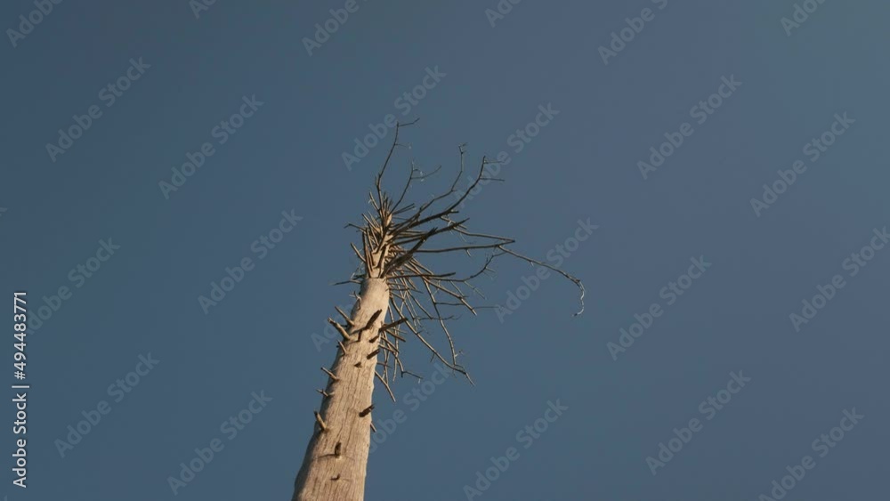 Low angle shot of Dead Tree with branches on bright sunny day. Tree during Climate-change. Low angle shot of Dead Tree with branches on bright sunny day. Tree during Climate-change.