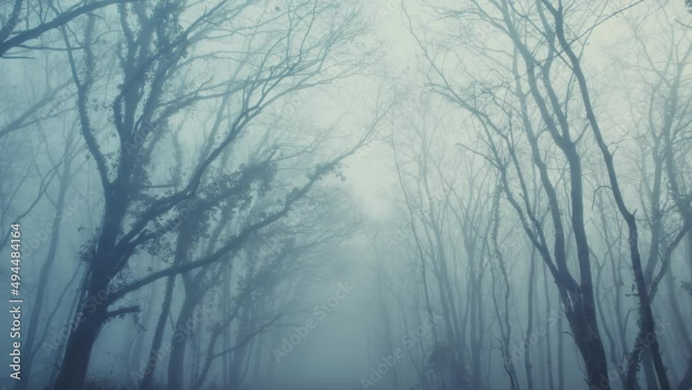 Moving slowly forward through misty forest, horror movie scene, low angle Moving slowly forward through misty forest, horror movie scene, low angle