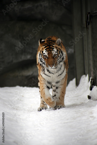 bengal tiger walking in snow