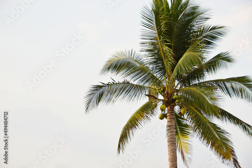 Palmera con cocos en la playa, sobre un fondo de cielo azul.