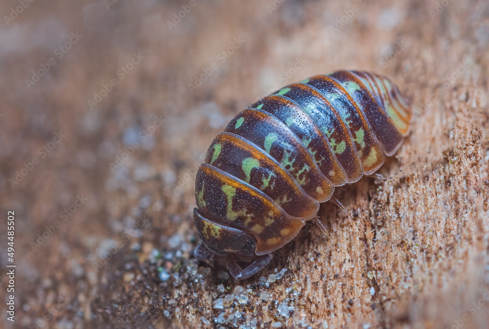 Closeup of a common pill-bug, Armadillidium pulchellum Closeup of a common pill-bug, Armadillidium pulchellum
