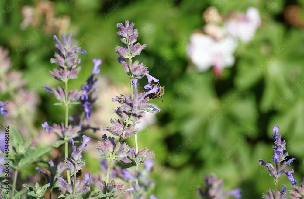 lavender flowers in the garden