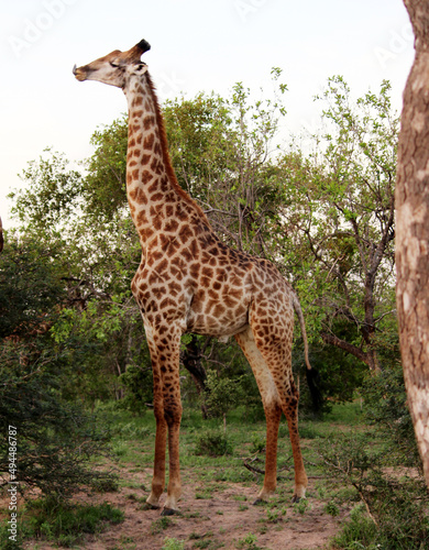 South African giraffe or Cape giraffe  Giraffa camelopardalis giraffa  foraging in the jungle of South Africa    pix SShukla 