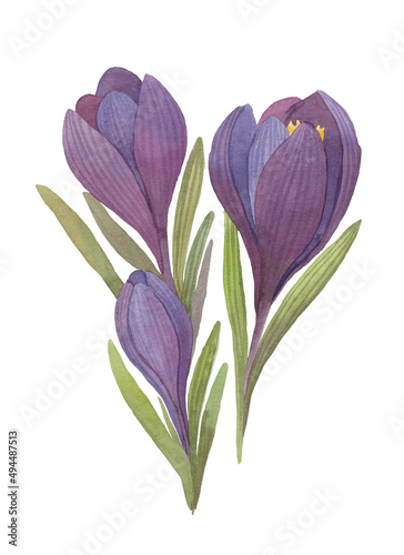 Watercolor crocus isolated on white background. Tender spring purple flowers, hand drawn illustration.