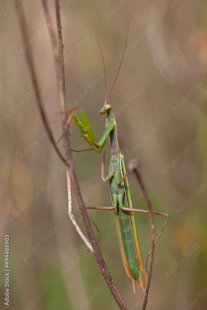 green praying mantis climbing up a branch. Biodiversity and species conservation. green praying mantis climbing up a branch. Biodiversity and species conservation.