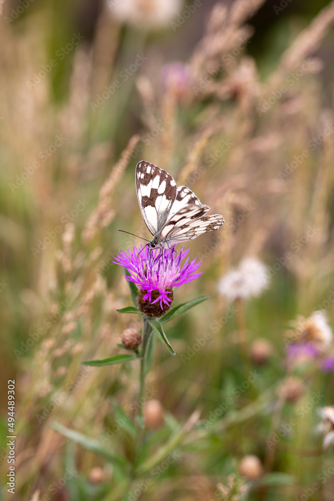 butterfly on a violet flower. biodiversity and species conservation. butterfly on a violet flower. biodiversity and species conservation.