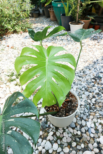 monstera thai constellation or Monstera, Herricane plant or Swiss cheese. photo