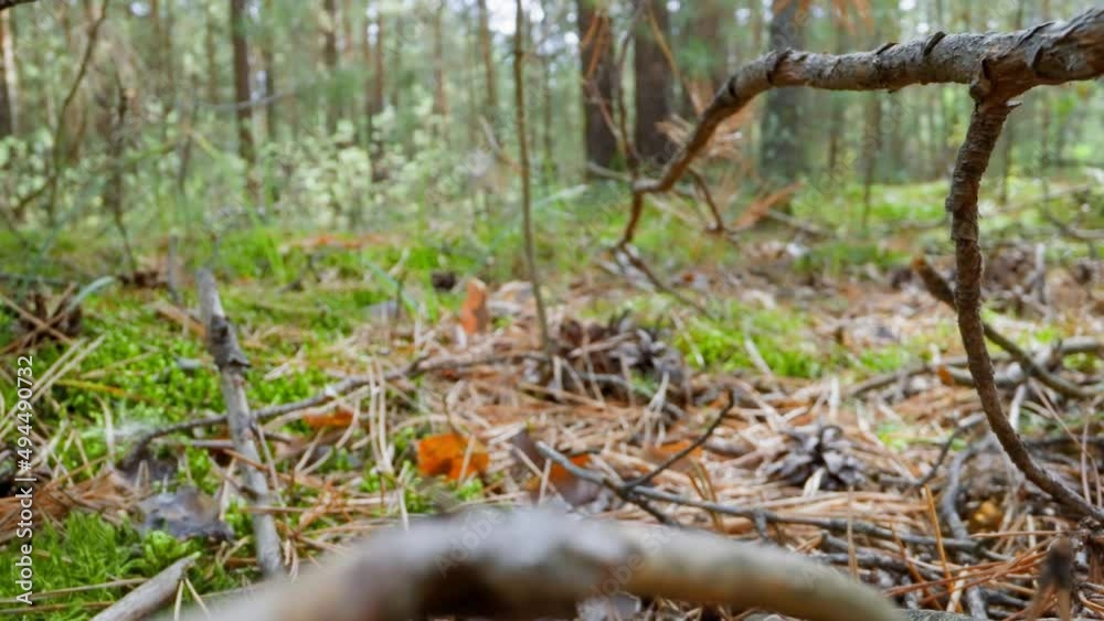 Fallen pine needles dry leaves and tree branches on forest glade slow motion. Probe lens footage of autumn nasty wood extreme close view Fallen pine needles dry leaves and tree branches on forest glade slow motion. Probe lens footage of autumn nasty wood extreme close view