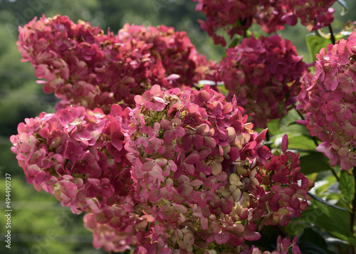 Φωτογραφία Close-up shot of a Panicle Hydrangea growing in the garden.