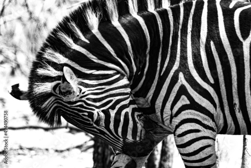 Grayscale portrait of a zebra
