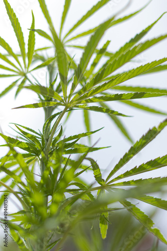 Marijuana leaf on bokeh background  marihuna for medicinal purposes CBD. Hemp plant.