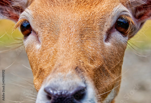 Photography Close-up shot of a brown face deer looking to a camera