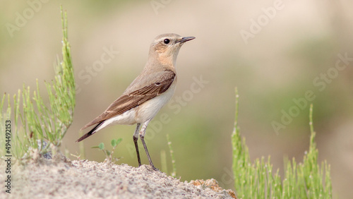 Shallow focus shot of a northern wheatear bird standing on the ground in bright sunlight