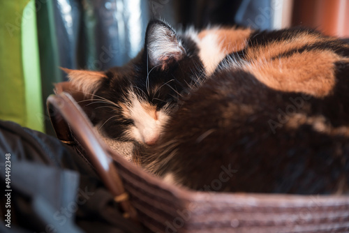 śpiący kot w koszyku