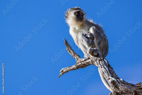 Green monkey sitting on a dry tree branch isolated on a blue sky background photo