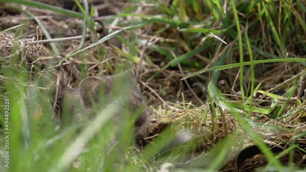 field mouse on a meadow field mouse on a meadow