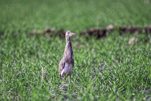 Indian pond heron perched on the grass at a farmland on a sunny day photo