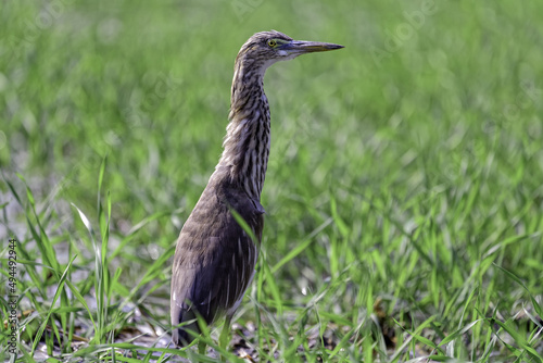 Close-up shot of an Indian pond heron perched on the grass at a farmland photo