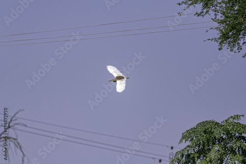 Indian pond heron flying high in the blue sky over a farmland on a sunny day photo