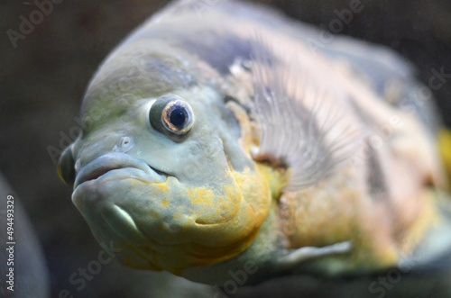 close up of an fish