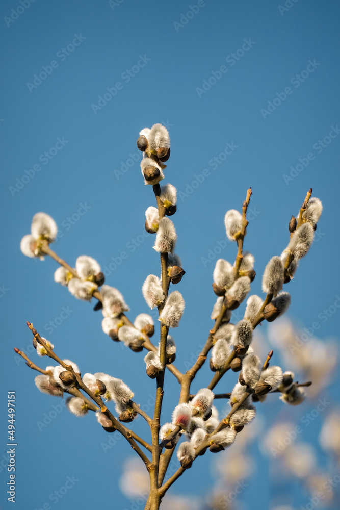 Pussy willow branches with catkins on blue sky background, springtime blooming Pussy willow branches with catkins on blue sky background, springtime blooming