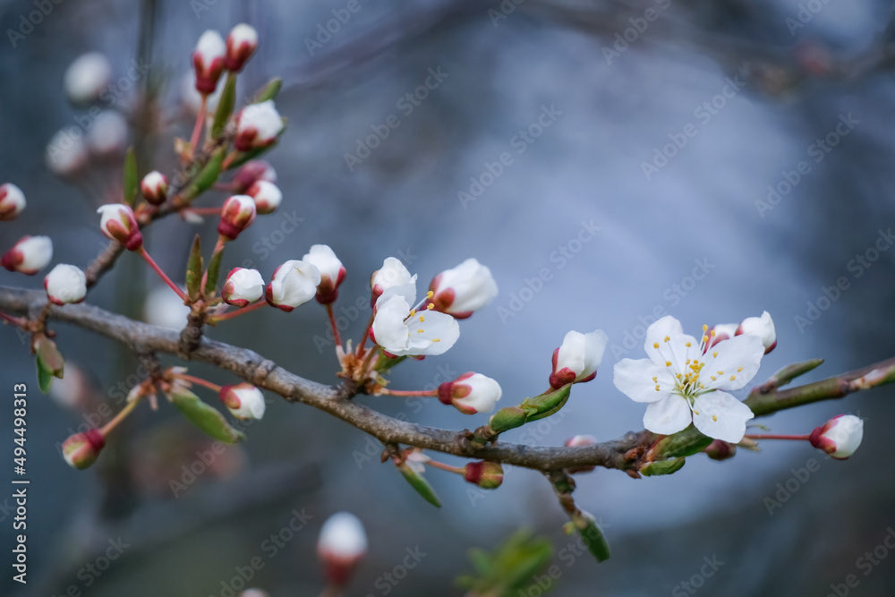 A cherry tree branch of springtime blooming white flowers. Prunus cerasus A cherry tree branch of springtime blooming white flowers. Prunus cerasus