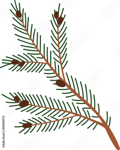 Fir Branch with Cones Colored Illustration