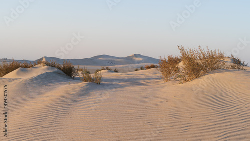 plants grown on top small dune mountains at sealine dunes area. photo