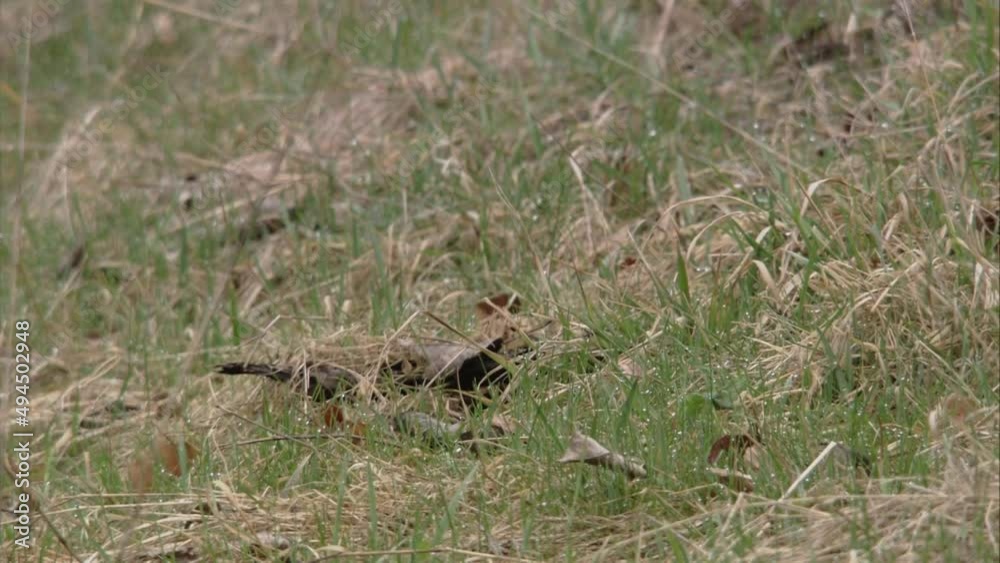 stoat on a meadow 